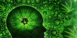 THC Doesn’t Just Blur Memory—It Rewrites It