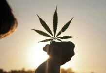 Mengapa Penggunaan Ganja Secara Reguler Dapat Menjaga Tingkat Kortisol Anda Tinggi Saat Fajar