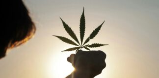 Perché il consumo regolare di cannabis può mantenere alti i livelli di cortisolo all’alba