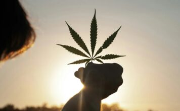 Why Regular Cannabis Use May Keep Your Cortisol Levels High at Dawn