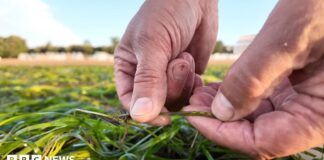Coleta de sementes de ervas marinhas para restaurar costas e combater as mudanças climáticas