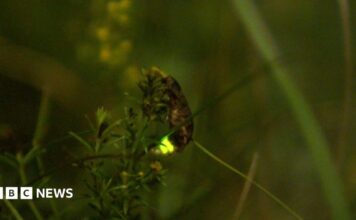 How Benfield Hill Nature Reserve is saving the glow worm