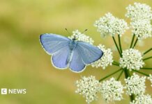 Big Butterfly Count 2025: Гарячі весни обіцяють рекордний рік для британських метеликів