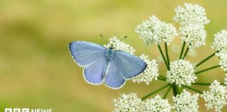 Big Butterfly Count 2025: Горячие весны сулят рекордный год для британских бабочек