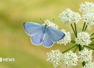 Big Butterfly Count 2025: Гарячі весни обіцяють рекордний рік для британських метеликів