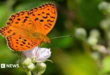Корова як рятівниця валлійських метеликів