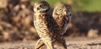 Why Burrowing Owls Grow Larger in the North: The Real Story