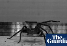Australiens Jägerspinne bricht Geschwindigkeitsrekorde an Land