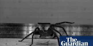 De Australische jagerspin breekt snelheidsrecords over land
