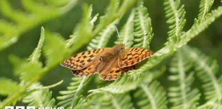 Saving the Marsh Fritillary