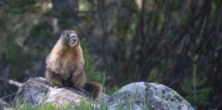 Cientistas da UCLA arrecadam fundos para pesquisas sobre marmotas via OnlyFans