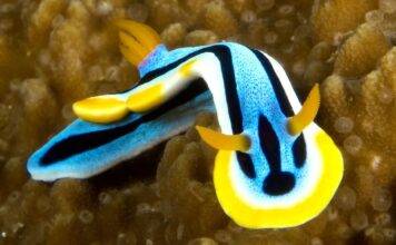 Proč jsou nudibranchs hlavními trendy v oceánu