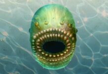 The Tiny Ancestor: How a 540-Million-Year-Old Micro-Fossil Changed Human Origins