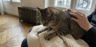 Waarom kneden katten? De wetenschap achter kat ‘koekjes maken’ ontcijferen