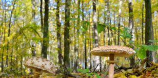 Come i funghi micorrizici potenziano le radici delle piante