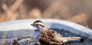 The Heated Birdhouse: A Winter Lifeline for Struggling Wildlife