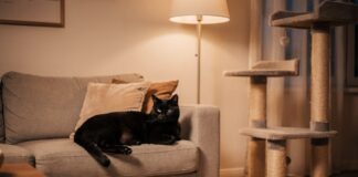 Mengapa Kucing Mengabaikan Pohon Kucing (dan Mengapa Sofa Anda Menang Setiap Saat)